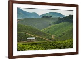 Tea Plantation in the Mountains of Southern Uganda, East Africa, Africa-Michael-Framed Photographic Print