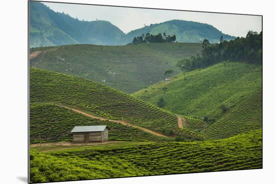 Tea Plantation in the Mountains of Southern Uganda, East Africa, Africa-Michael-Mounted Photographic Print