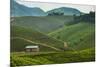 Tea Plantation in the Mountains of Southern Uganda, East Africa, Africa-Michael-Mounted Photographic Print