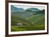 Tea Plantation in the Mountains of Southern Uganda, East Africa, Africa-Michael-Framed Photographic Print