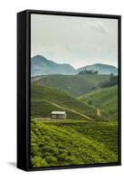 Tea Plantation in the Mountains of Southern Uganda, East Africa, Africa-Michael-Framed Stretched Canvas