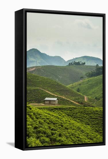 Tea Plantation in the Mountains of Southern Uganda, East Africa, Africa-Michael-Framed Stretched Canvas