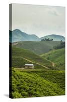 Tea Plantation in the Mountains of Southern Uganda, East Africa, Africa-Michael-Stretched Canvas