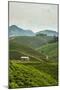 Tea Plantation in the Mountains of Southern Uganda, East Africa, Africa-Michael-Mounted Photographic Print