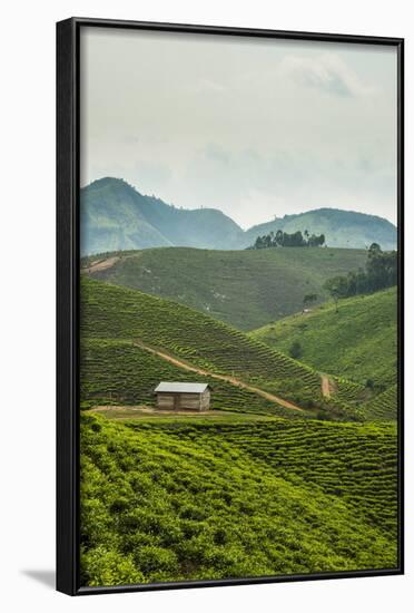 Tea Plantation in the Mountains of Southern Uganda, East Africa, Africa-Michael-Framed Photographic Print