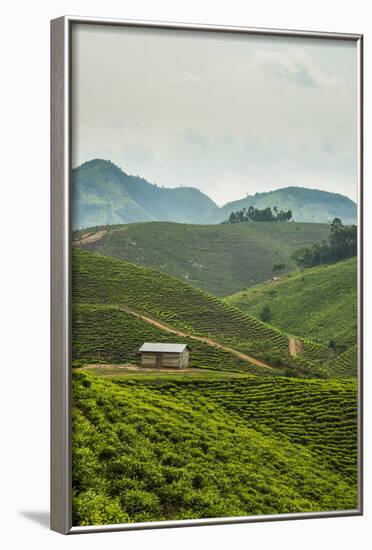 Tea Plantation in the Mountains of Southern Uganda, East Africa, Africa-Michael-Framed Photographic Print