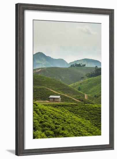 Tea Plantation in the Mountains of Southern Uganda, East Africa, Africa-Michael-Framed Photographic Print