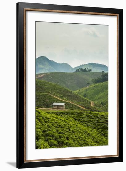 Tea Plantation in the Mountains of Southern Uganda, East Africa, Africa-Michael-Framed Photographic Print