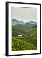 Tea Plantation in the Mountains of Southern Uganda, East Africa, Africa-Michael-Framed Photographic Print