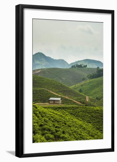 Tea Plantation in the Mountains of Southern Uganda, East Africa, Africa-Michael-Framed Photographic Print