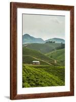 Tea Plantation in the Mountains of Southern Uganda, East Africa, Africa-Michael-Framed Photographic Print