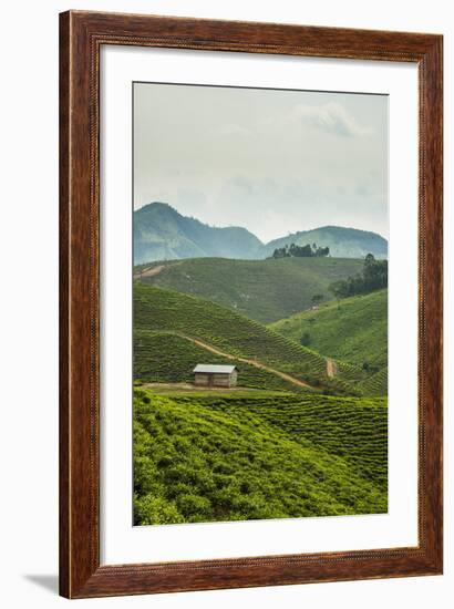 Tea Plantation in the Mountains of Southern Uganda, East Africa, Africa-Michael-Framed Photographic Print