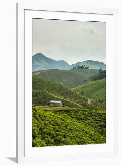 Tea Plantation in the Mountains of Southern Uganda, East Africa, Africa-Michael-Framed Photographic Print