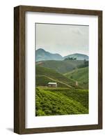 Tea Plantation in the Mountains of Southern Uganda, East Africa, Africa-Michael-Framed Photographic Print