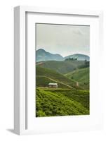 Tea Plantation in the Mountains of Southern Uganda, East Africa, Africa-Michael-Framed Photographic Print