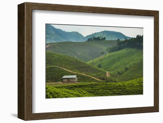 Tea Plantation in the Mountains of Southern Uganda, East Africa, Africa-Michael-Framed Photographic Print