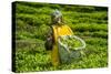 Tea Plantation in the Virunga Mountains, Rwanda, Africa-Michael-Stretched Canvas