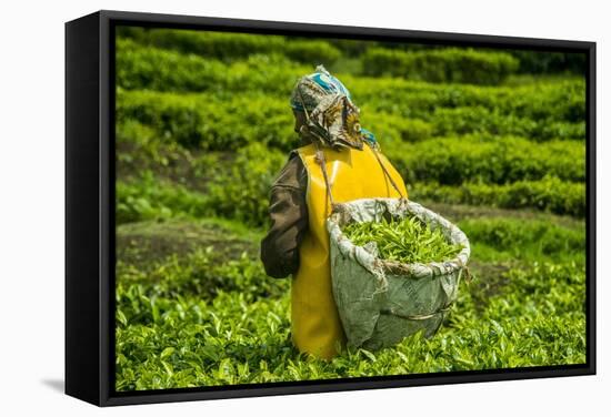 Tea Plantation in the Virunga Mountains, Rwanda, Africa-Michael-Framed Stretched Canvas