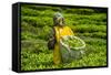 Tea Plantation in the Virunga Mountains, Rwanda, Africa-Michael-Framed Stretched Canvas