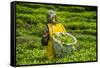 Tea Plantation in the Virunga Mountains, Rwanda, Africa-Michael-Framed Stretched Canvas