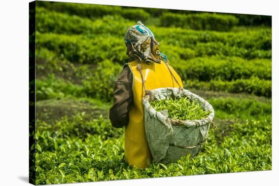 Tea Plantation in the Virunga Mountains, Rwanda, Africa-Michael-Stretched Canvas