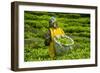 Tea Plantation in the Virunga Mountains, Rwanda, Africa-Michael-Framed Photographic Print