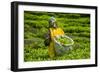 Tea Plantation in the Virunga Mountains, Rwanda, Africa-Michael-Framed Photographic Print