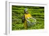 Tea Plantation in the Virunga Mountains, Rwanda, Africa-Michael-Framed Photographic Print