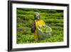Tea Plantation in the Virunga Mountains, Rwanda, Africa-Michael-Framed Photographic Print