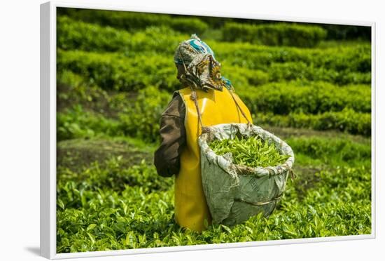 Tea Plantation in the Virunga Mountains, Rwanda, Africa-Michael-Framed Photographic Print