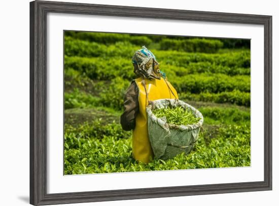 Tea Plantation in the Virunga Mountains, Rwanda, Africa-Michael-Framed Photographic Print