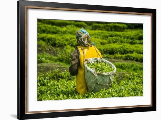 Tea Plantation in the Virunga Mountains, Rwanda, Africa-Michael-Framed Photographic Print