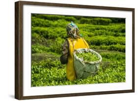 Tea Plantation in the Virunga Mountains, Rwanda, Africa-Michael-Framed Photographic Print