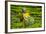 Tea Plantation in the Virunga Mountains, Rwanda, Africa-Michael-Framed Photographic Print