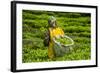 Tea Plantation in the Virunga Mountains, Rwanda, Africa-Michael-Framed Photographic Print