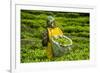 Tea Plantation in the Virunga Mountains, Rwanda, Africa-Michael-Framed Photographic Print