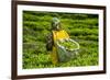 Tea Plantation in the Virunga Mountains, Rwanda, Africa-Michael-Framed Photographic Print