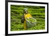 Tea Plantation in the Virunga Mountains, Rwanda, Africa-Michael-Framed Photographic Print