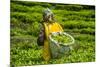 Tea Plantation in the Virunga Mountains, Rwanda, Africa-Michael-Mounted Photographic Print