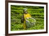 Tea Plantation in the Virunga Mountains, Rwanda, Africa-Michael-Framed Photographic Print