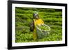 Tea Plantation in the Virunga Mountains, Rwanda, Africa-Michael-Framed Photographic Print