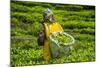 Tea Plantation in the Virunga Mountains, Rwanda, Africa-Michael-Mounted Photographic Print