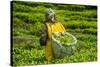Tea Plantation in the Virunga Mountains, Rwanda, Africa-Michael-Stretched Canvas