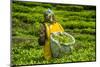 Tea Plantation in the Virunga Mountains, Rwanda, Africa-Michael-Mounted Photographic Print