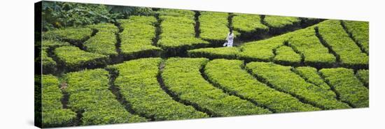 Tea Plantation, Kerala, India-Keren Su-Stretched Canvas