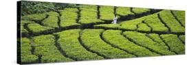 Tea Plantation, Kerala, India-Keren Su-Stretched Canvas