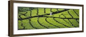 Tea Plantation, Kerala, India-Keren Su-Framed Photographic Print