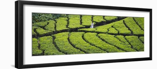 Tea Plantation, Kerala, India-Keren Su-Framed Photographic Print