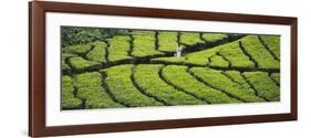 Tea Plantation, Kerala, India-Keren Su-Framed Photographic Print