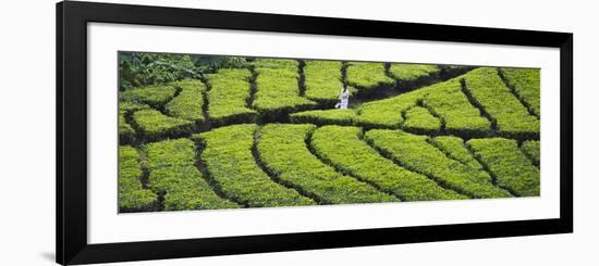 Tea Plantation, Kerala, India-Keren Su-Framed Photographic Print